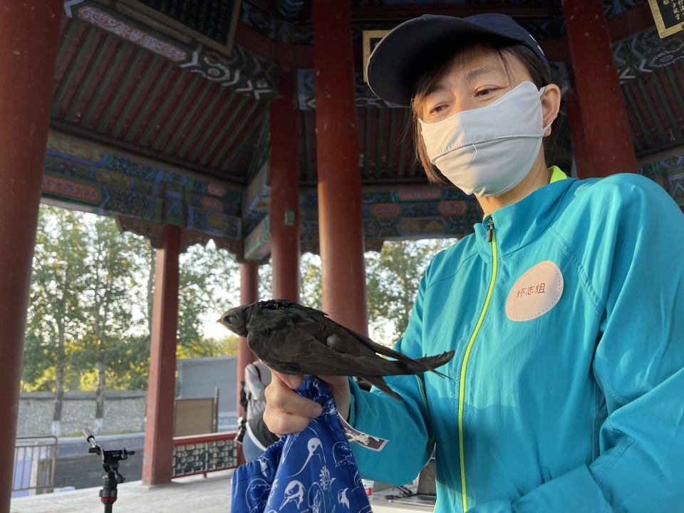 腾讯体育直播雨燕(腾讯体育羽毛球直播)  第2张